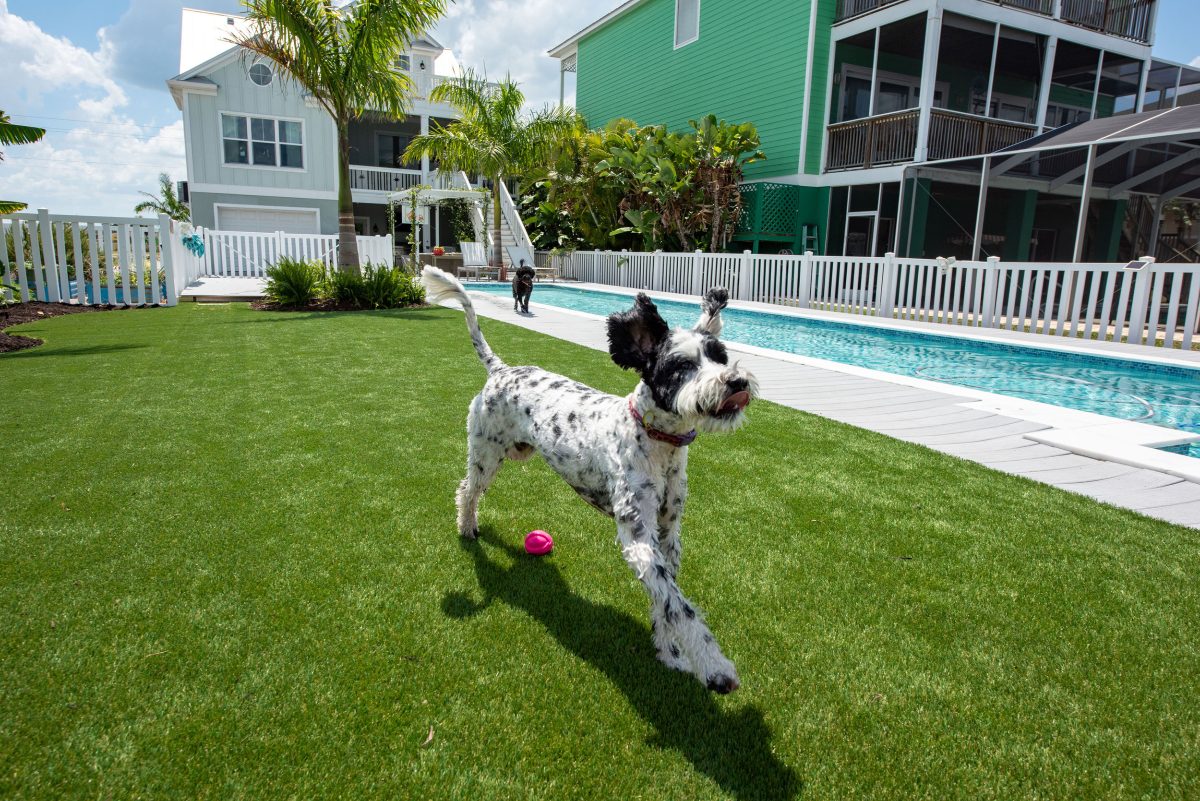 200-Cover-Image_What-To-Consider-When-Buying-Artificial-Turf-For-Your-Pets-2-1-1200x801.jpg