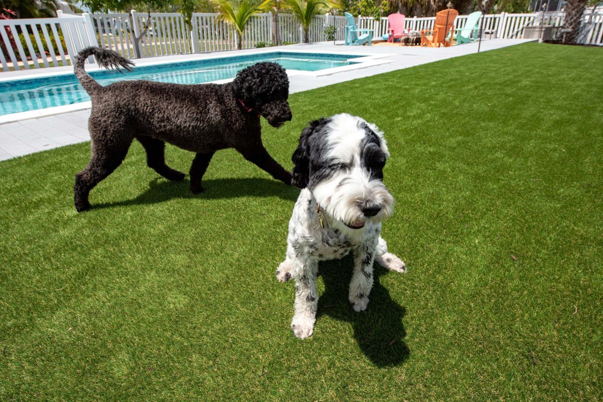 114-Cover-Image-_Why-PetTurf-Is-Best-For-Your-Pets-2-1200x801.jpg